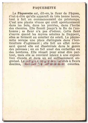 Pâquerette — flor de Páscoa — edição ilustrada — Verso