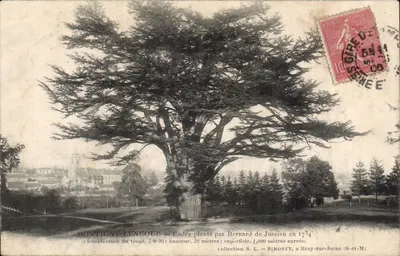 मॉंटिग्नी-लेंकूप — 1734 में बर्नार्ड डी जुसियू द्वारा लगाए गए सीडर — संग्रह S.L. सिमोनेट, ब्रे-सर-सीन (S.-et-M.)