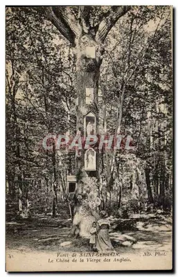 Forêt de Saint-Germain — Le Chêne de la Vierge des Anglais — ND. Phot.