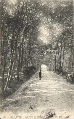 Le Havre — A Floresta de Montgolon — Árvore sob a Floresta — A.L. — n°188