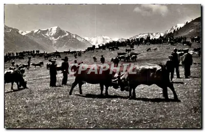 थायोन के एल्प — गायों की लड़ाई — गिगर & राइफ-मेटिन, एडलबर्न