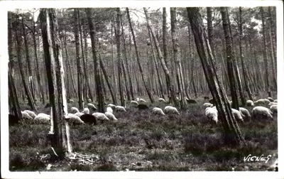 Ovelhas na floresta — VIGNES — N°50