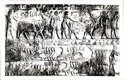 Sakkara — Grobowiec Ptah-Hotepa — Sceny z bydła — Pub. & Copyr. & Landrock — Kairo
