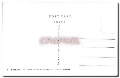 Sakkara — Grobowiec Ptah-Hotepa — Sceny z bydła — Pub. & Copyr. & Landrock — Kairo — Rewers