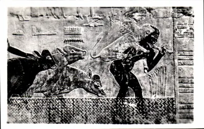 Sakkara — Tumba de Ti — Bovinos atravessando o rio — Pub. & Copyright Lehner & Landrock, Cairo