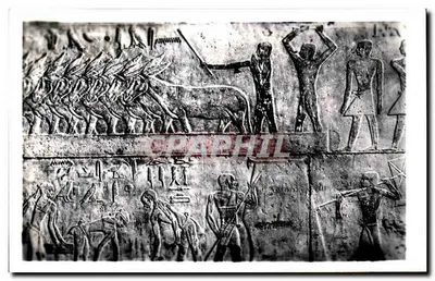 Sakkara — Tumba de T1 — Cenas agrícolas — Pub. & Copyright Lehner & Landrock, Cairo