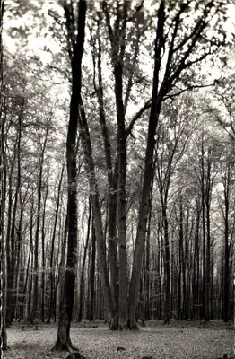 Floresta de Lyons, os quatro carvalhos — Lyons-la-Forêt (Eure) — Edições 'La Cygogne'
