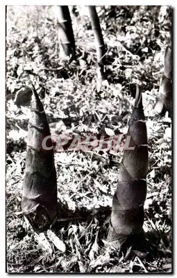 Novas brotações de bambu — Espécie Phyllossachys Pubescens — Domínio de Prafrance