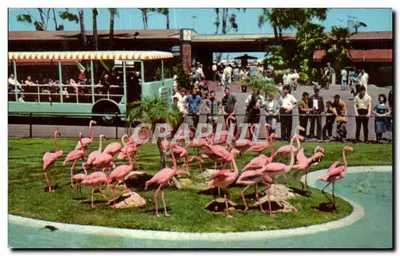 Flamencos — série animais coloridos — San Diego Zoo