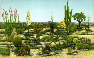 Variedades de vegetação desértica — Western Publishing & Novelty Co. — J.35