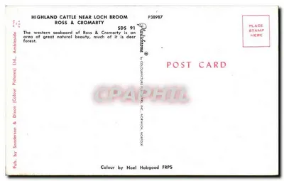 Highland Cattle Near Loch Broom — Ross & Cromarty — Wyd. Sanderson & Dixon (Colour Pictures) Ltd. — Rewers
