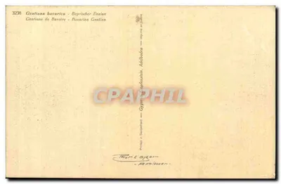 Gentiana da Baviera — Gentianas Bavaresas — Gyger & Opfenstein, Achilloden — Verso