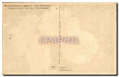 Flores de crisântemo — variedade dourada — editor Thor Egeren, Atenas — Verso