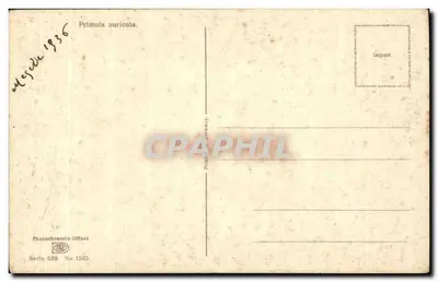 Primula auricula — Fotoquímica-Offset — Série 598, n° 1565 — Verso