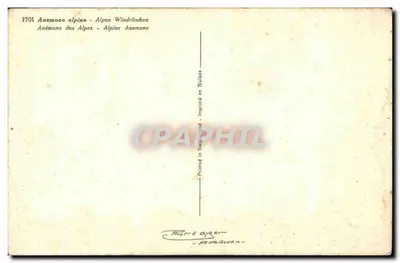 Anemona alpina — Anemona alpina — wydruk w Szwajcarii — Rewers