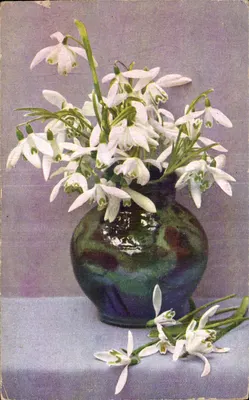 Flores de primavera — Galanthus nivalis — editor Galanthus-Phot. - Olorphot.