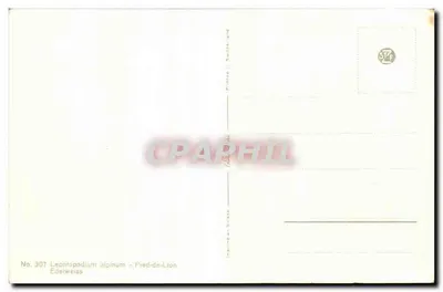 Edelweiss — Leontopodium alpinum — No. 307 — Verso