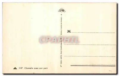 Chamelle com seu filhote — Série 1157 — Cie des Arts Photomécaniques, Paris — Verso