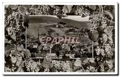 Neustadt a.d. Weinstraße — vista panorâmica enquadra com cachos de uva — editor: Fotokarman, Tübingen