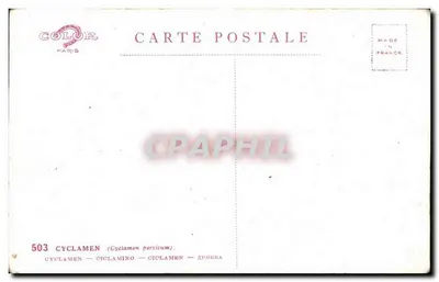 Cyclamen persicum — ilustração botânica — Color Paris n°503 — Verso