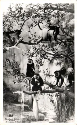 Macacos Colobus — O Museu Powell-Cotton, Birchington, Kent — Número 18