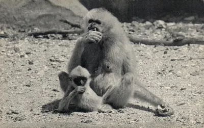 Gibbon e seu filhote — Museu Nacional de História Natural, Parque Zoológico do Bois de Vincennes, Paris — n° 391
