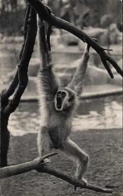 Um Gibbon de mãos brancas — Museu Nacional de História Natural, Parque Zoológico do Bois de Vincennes, Paris — n° 334