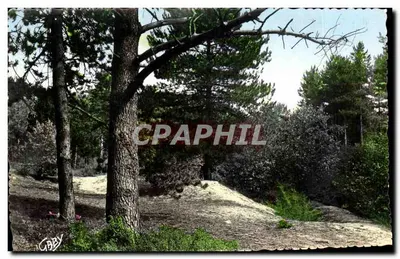 Floresta de pinheiros — Quend-Plage-les-Pins (Somme) — Éditions Gaby