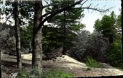 Quend-Plage-les-Pins — Floresta de pinheiros — Edições Gaby, Nantes