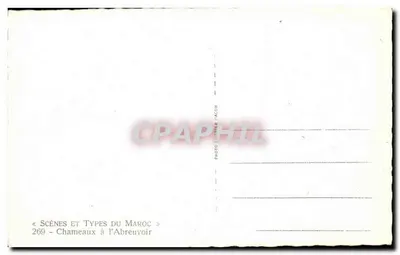 Chamele na wodociągu — Sceny i typy Maroka — Fotografia Bonnier / Acon n°269 — Rewers
