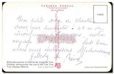 Dzieci przed Drzewem Tule — Oaxaca, Meksyk — Tarjeta Postal 'Vistacolor' n° V2632 — Rewers