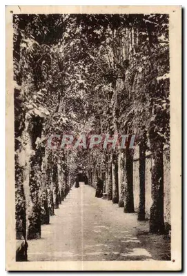 Craon - Mosteiro das Beneditinas do Santo Sacramento — A Avenida dos Tilos