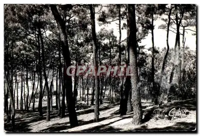 Floresta de pinheiros — Sables-d'Olonne — Éditions Gaby