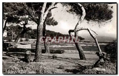 As Pinèdes da Margem do Mar — Saint-Aygulf (Var) — Edição La Cigogne, n° 61