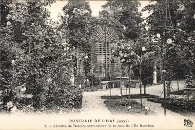 Roseraie de l'Haÿ (Seine) — Arcades de rosiers sarmenteux de la race de l'Île Bourbon — n°66