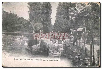 Bilhete postal antigo Cygnes Blancs cygnes clor Swan
