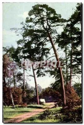 Floresta de pinheiros — Edição de Arte Robert Rameau — n° 91