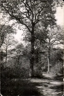 Montgeron (S.-&-O.) — Floresta de Sénart — editor ARIX - 154, Fath, Séamonne, Paris