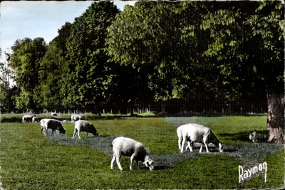 Ovelhas pastando em um campo — cena campestre — Raymon, n°1