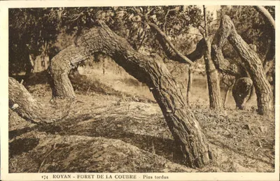 Forêt de La Coubre - Pins tordus — Royan, série 174