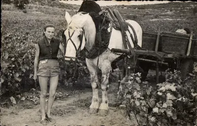 CARTE PHOTO Minhas colheitas Cavalo Carroça