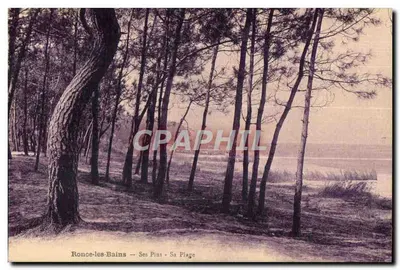 Ronce-les-Bains — Seus Pinheiros — Sua Praia