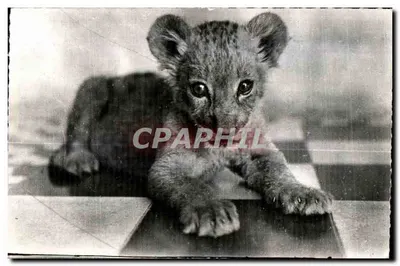 Filhote de leão — foto em preto e branco