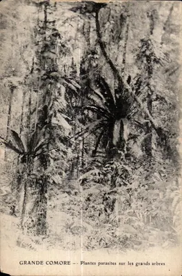 Bilhete postal antigo Grande Comore Plantas parasitas sobre grandes árvores Comores