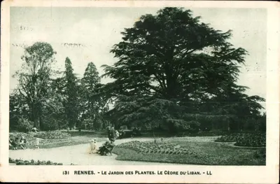 Rennes - Le Jardin des Plantes. Le Cèdre du Liban. - LL