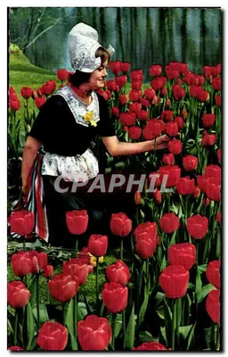 Mulher em traje tradicional holandês — campo de tulipas vermelhas — editor NOVA, n°1