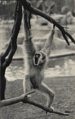 Gibbon de mãos brancas — Museu Nacional de História Natural, Parque Zoológico do Bois de Vincennes, Paris — Foto J. & J. Frères