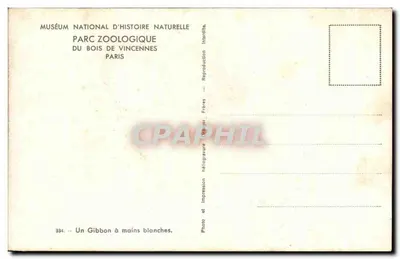 Gibbon de mãos brancas — Museu Nacional de História Natural, Parque Zoológico do Bois de Vincennes, Paris — Foto J. & J. Frères — Verso