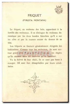 Friquet — (Pyrgita montana) — H&É — Rewers