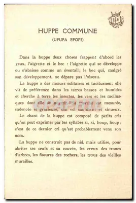 Huppe commune — (Upupa epops) — G. Fauly Lescanne — Rewers
